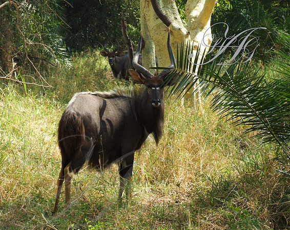 wildlife