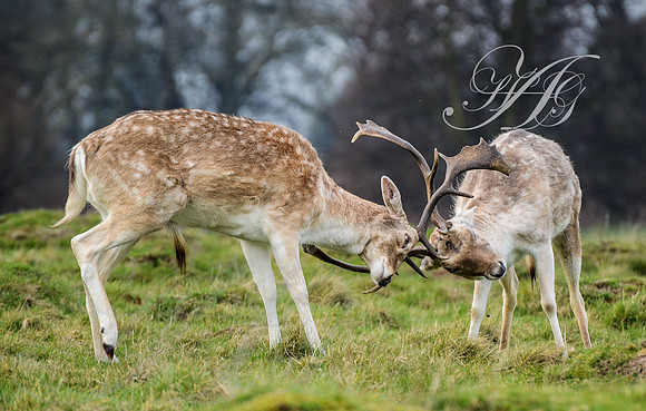 Wildlife