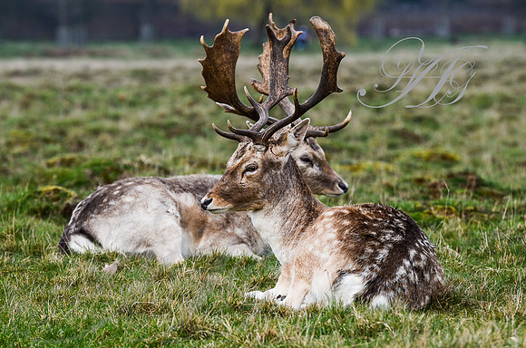 Wildlife